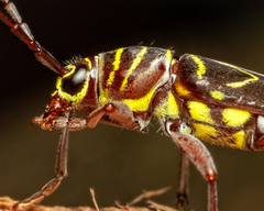 Megacyllene