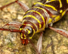 Megacyllene