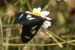 Gnophaela latipennis