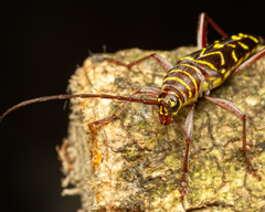 Megacyllene