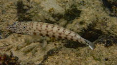 Parapercis clathrata