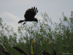 Rostrhamus sociabilis