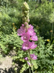 Sidalcea oregana calva