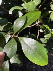 Acronychia pauciflora