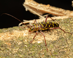 Megacyllene