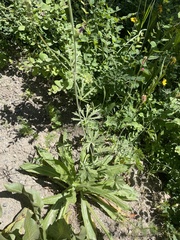 Sidalcea oregana calva