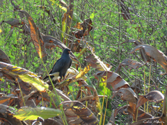Rostrhamus sociabilis