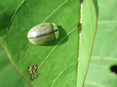Zatrephina lineata