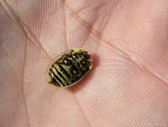 Zatrephina lineata