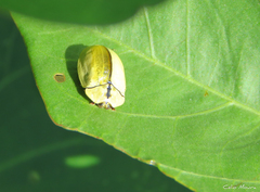 Zatrephina lineata