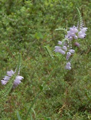 Physostegia angustifolia