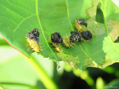 Zatrephina lineata