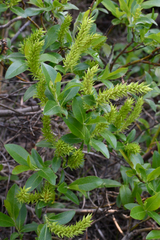 Salix myrtillifolia