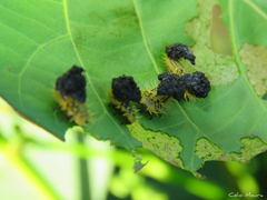 Zatrephina lineata
