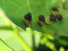 Zatrephina lineata