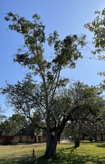 Strychnos madagascariensis