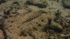 Parapercis clathrata