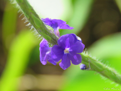 Stachytarpheta lythrophylla