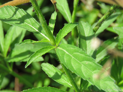 Stachytarpheta lythrophylla