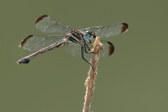 Cannaphila insularis