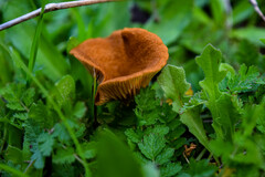 Melanomphalia omphaliopsis