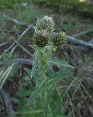 Cirsium centaureae