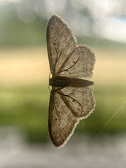Idaea seriata