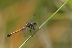 Cannaphila insularis