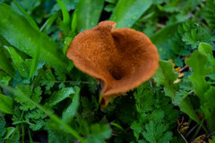 Melanomphalia omphaliopsis