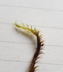 Warnstorfia fluitans