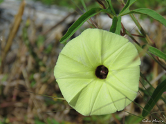 Ipomoea longeramosa