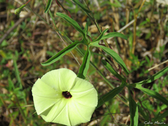Ipomoea longeramosa