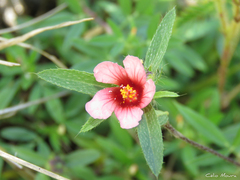 Sida castanocarpa