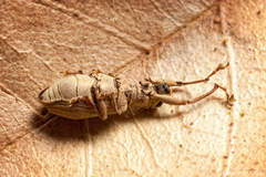 Airosimus fasciger