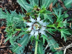 Eryngium