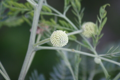 Leucaena leucocephala