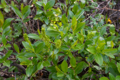Salix myrtillifolia