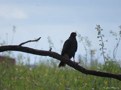 Rostrhamus sociabilis