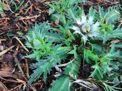 Eryngium