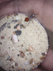 Dasymutilla birkmani