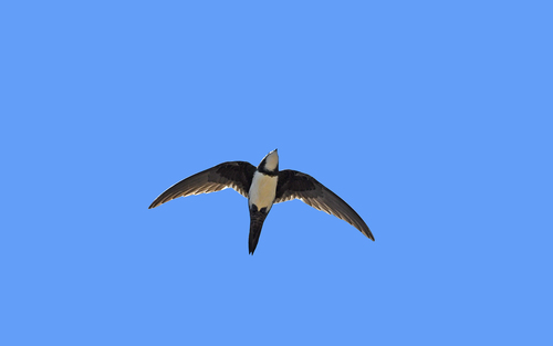 Vencejo real (Tachymarptis melba)