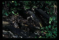 Caprimulgus poliocephalus