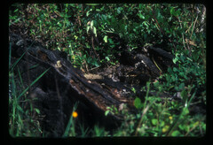 Caprimulgus poliocephalus