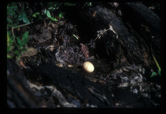Caprimulgus poliocephalus