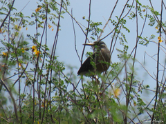 Butorides striata