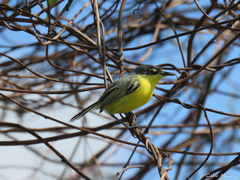 Todirostrum cinereum