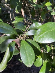 Acronychia pauciflora