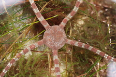 Ophioderma panamense image