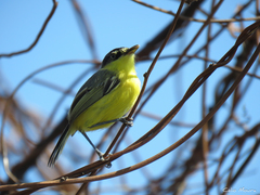 Todirostrum cinereum
