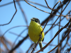 Todirostrum cinereum
